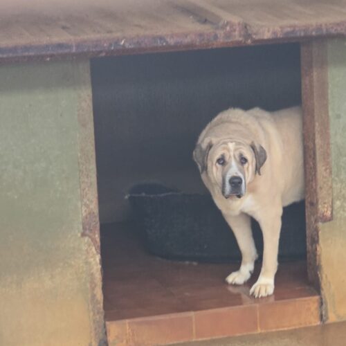 Arturo