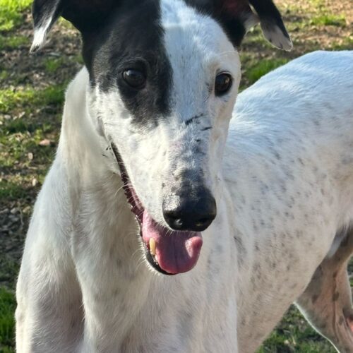 galgo ingles en adopción