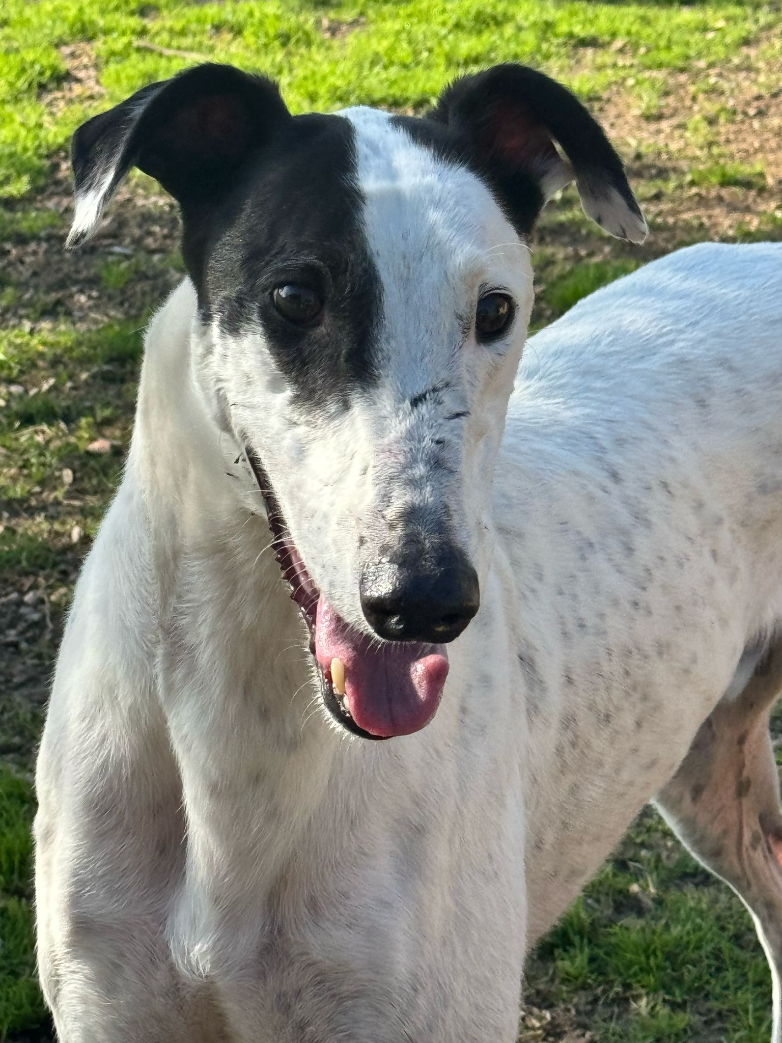 galgo ingles en adopción