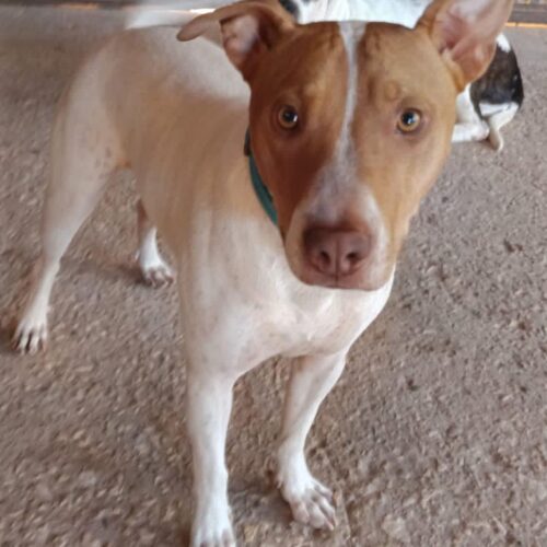 perro pequeño en adopcion