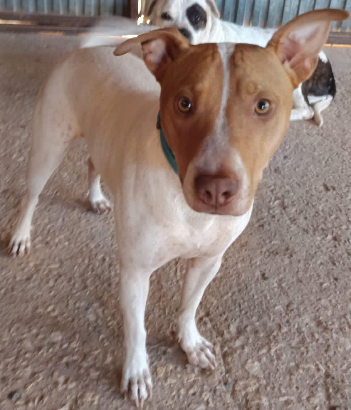 perro pequeño en adopcion