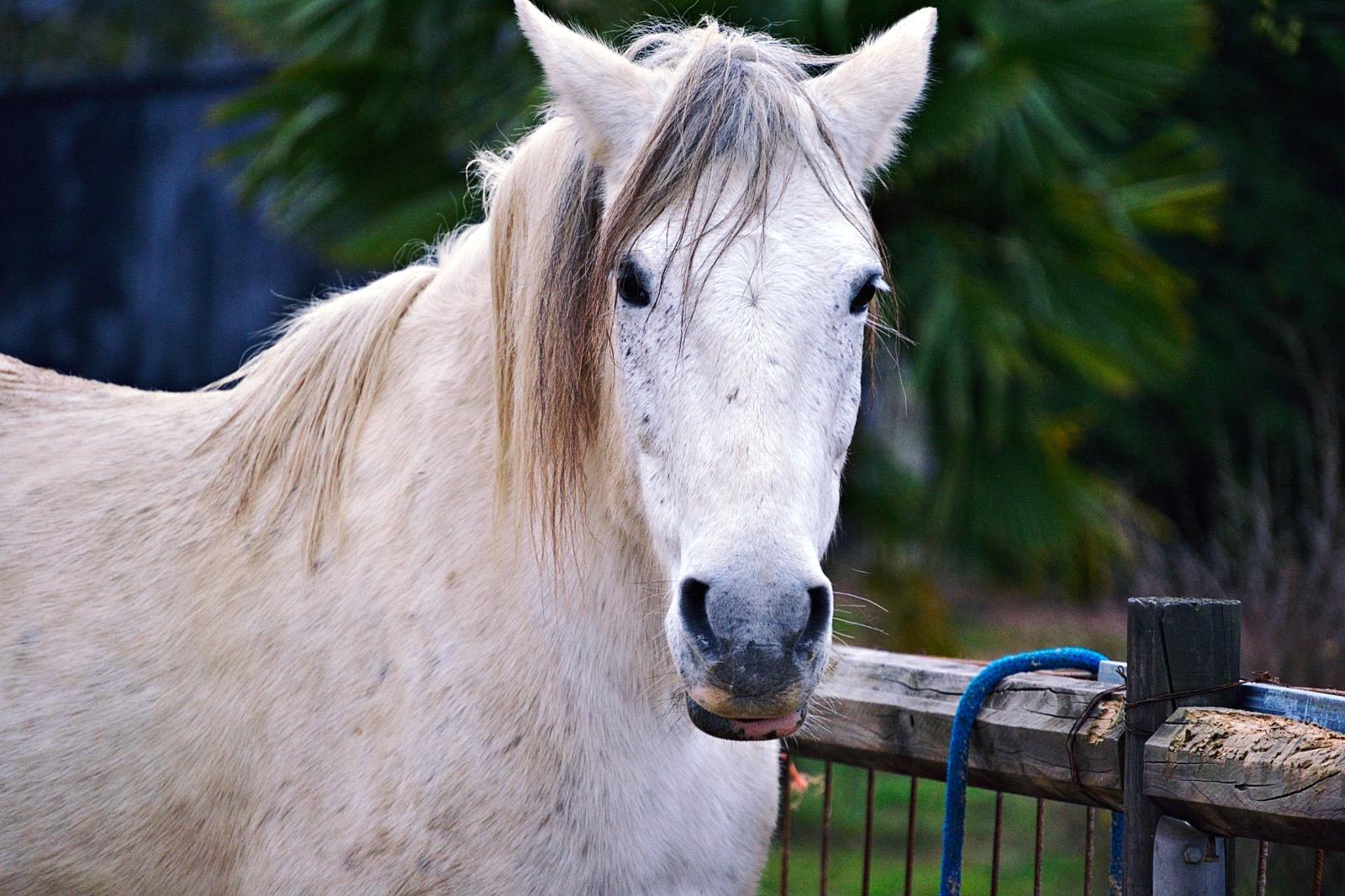 Diana
