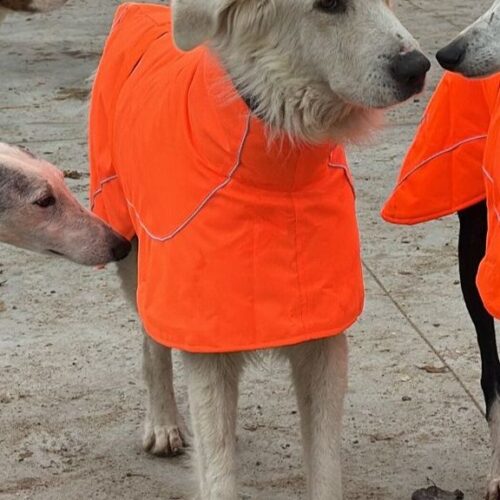 golden en adopcion
