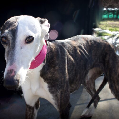 galgo puro en adopcion