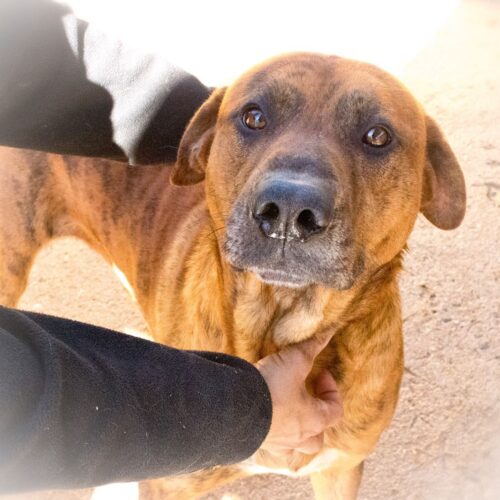 boxer en adopción