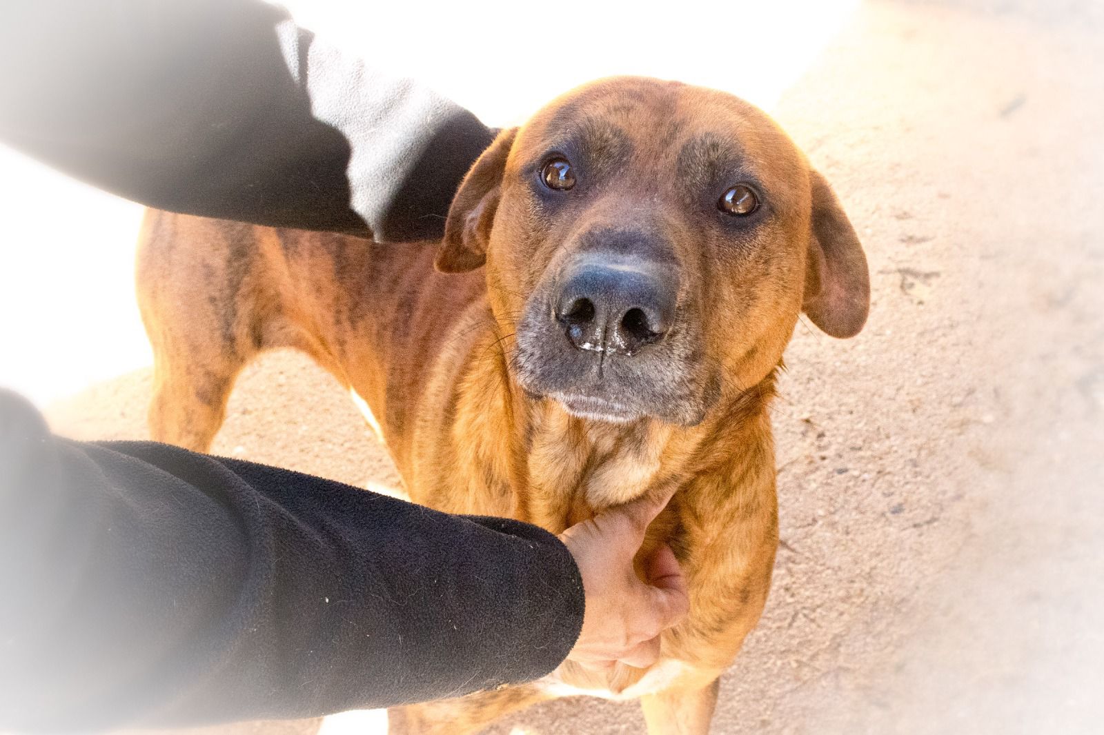 boxer en adopción