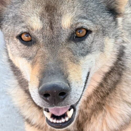 nala lobo checo