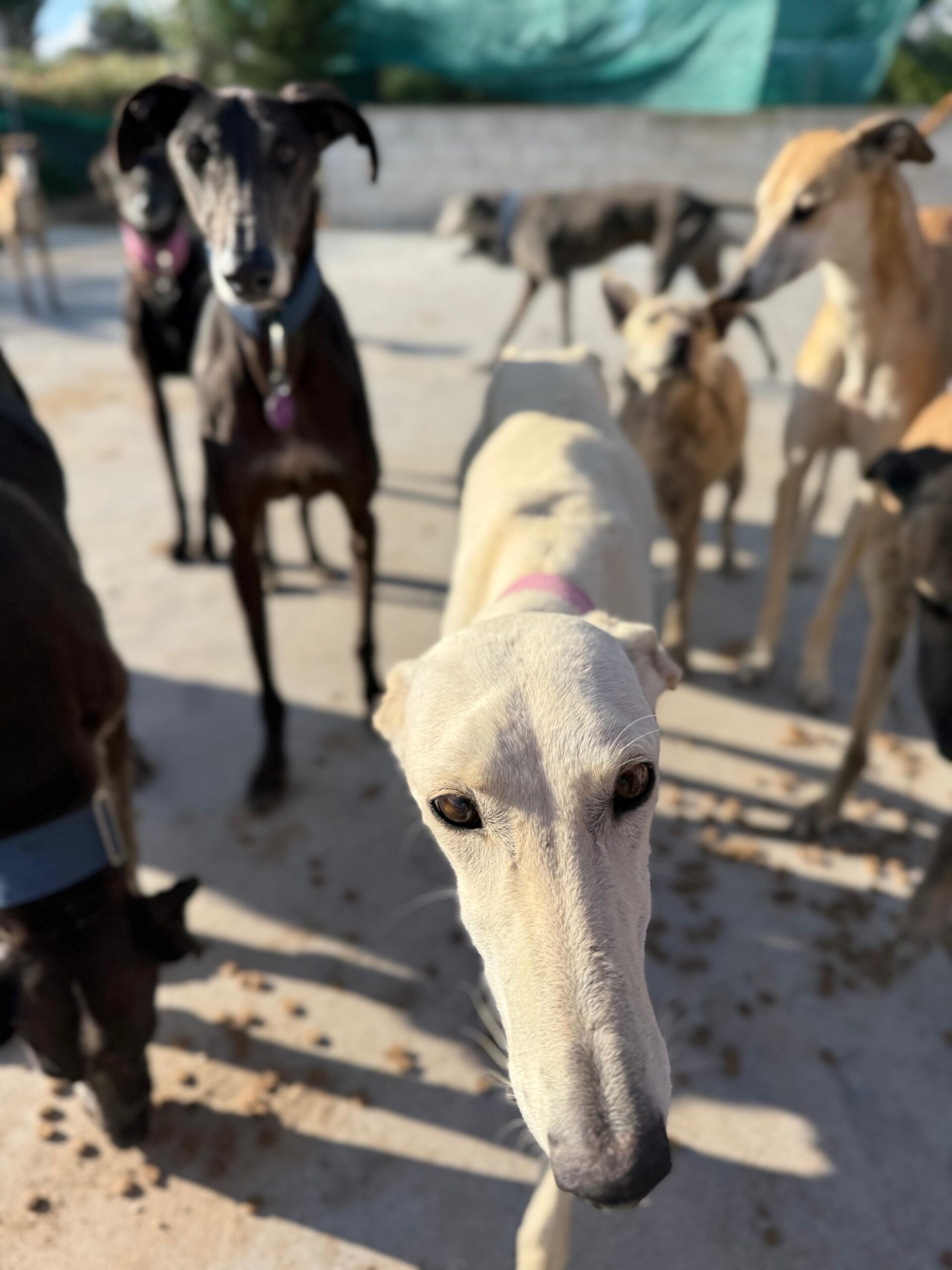 galgos en casa