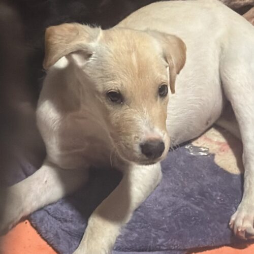 milo