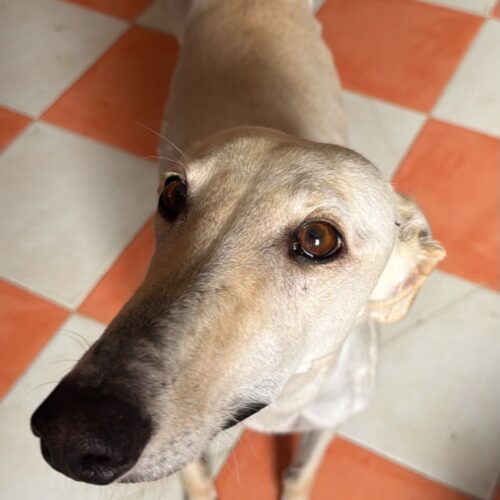 Julieta