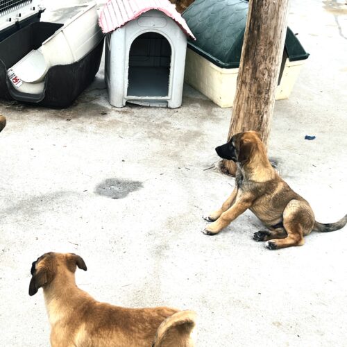 Cachorros de mastín